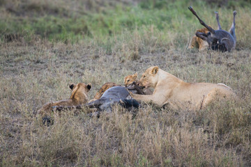 Lions eating prey gnu