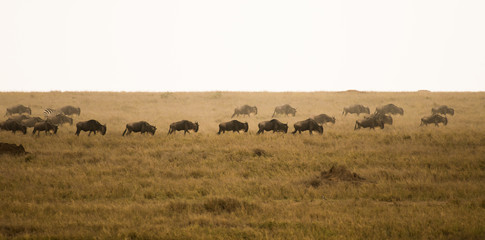 Wildebeests walking in savannah