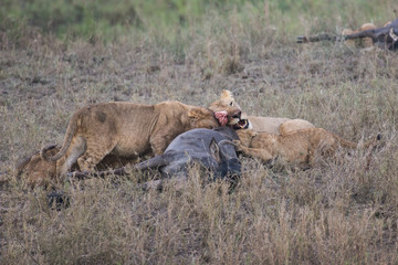 Lions eating wildebeest antelope