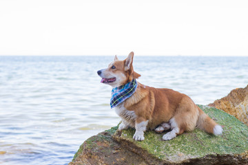 Cute corgi dog relaxingon in the summer beach