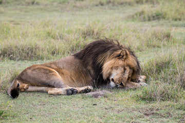 Male lion sleeping on the grass in Serengeti national park of Tanzania