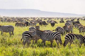 Fototapeta na wymiar Zebras migration in Africa
