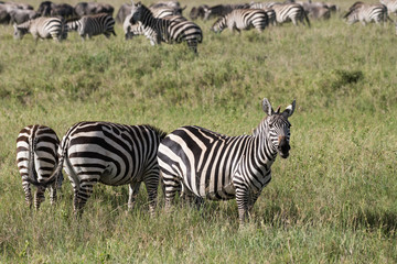 African zebras in Serengeti park
