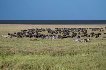 Herd of wildebeest migrating with few zebras in Serengeti