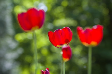 Naklejka premium Beautiful close-up picture of wonderful bright red spring flowers tulips on high stems lavishly blooming on blurred green bokeh background in garden or field. Beauty and protection of nature concept.