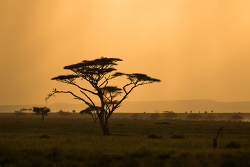 African savannah with lonely tree