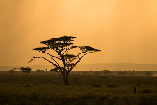 African Savannah With Lonely Tree