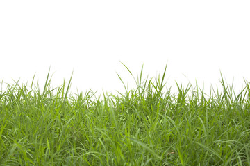 Grass isolated on white background.