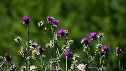 Violet thistle flowers blooming at spring