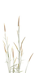 Grass isolated on white background.