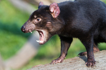 Tasmanian Devil Snarling
