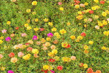 colorful flowers in garden
