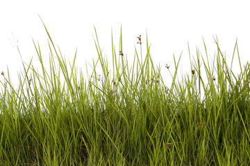 Grass isolated on white background.