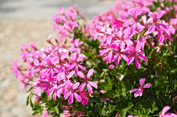 Blossoms of pink pelargonium from close-up. 