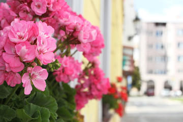 Flowering pink pelargonium in small town. Bokeh background. 