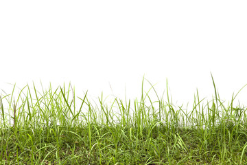 Grass isolated on white background.