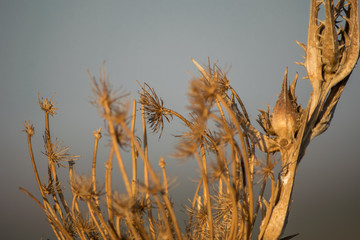 dry thistle in hot summer