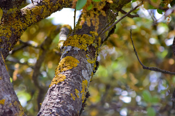 Yellow and white color on tree