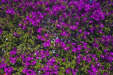 Naklejka premium Purple flowers. Flower texture, background. 