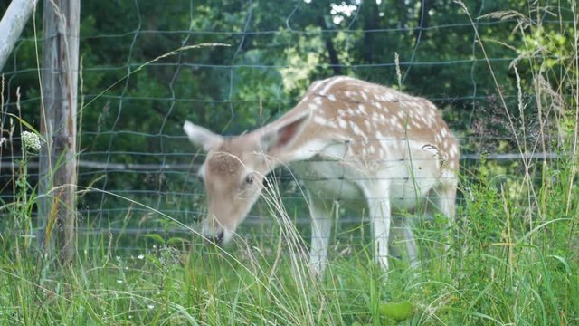 deer in enclosure eats grass through the fence