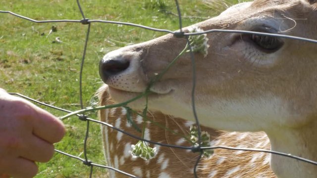 deer in enclosure gets feed from human