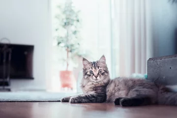 Poster de jardin Chat Young fluffy cat lies in living room and looks at the camera. Siberian cat life