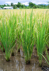 Rice berry seed.