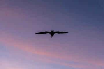 Seagull on sunset 