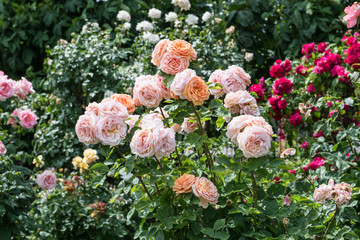 Obrazy  Piękny wielobarwny ogród różany latem.