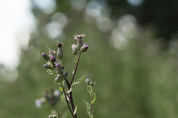 nice meadow flower