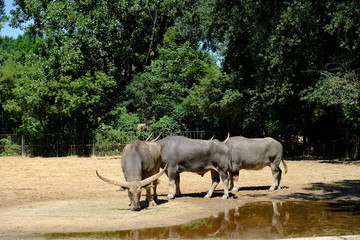 Obraz premium cow herd