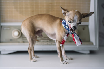 chihuahua dog with an radio background and American scarf