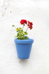 Potted flowers hang in the wall of Carmen Street in Marbella old town (Malaga, Spain).