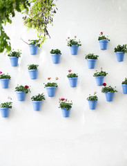 Potted flowers hang in the wall of Carmen Street in Marbella old town (Malaga, Spain).