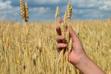 Ears of yellow golden ripe wheat in hand on agricultural fields of Saratov region
