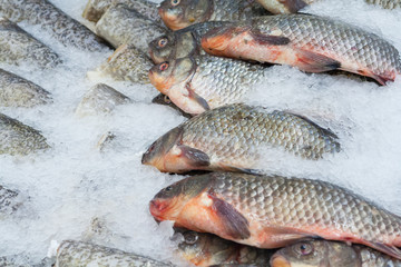 View of a frozen mullet fish on the counter of supermarket