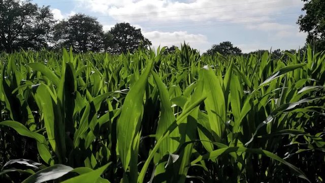 Maisfeld mit jungen Plfanzen, Bl&auml;tter bewegen sich an sch&ouml;nem Sommertag in Wind Zeitraffer, Full HD Video