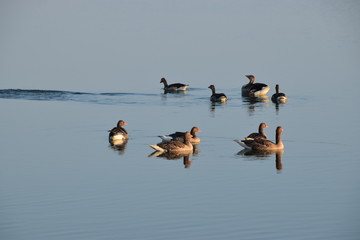 Entenfamilien auf dem Morgens am see