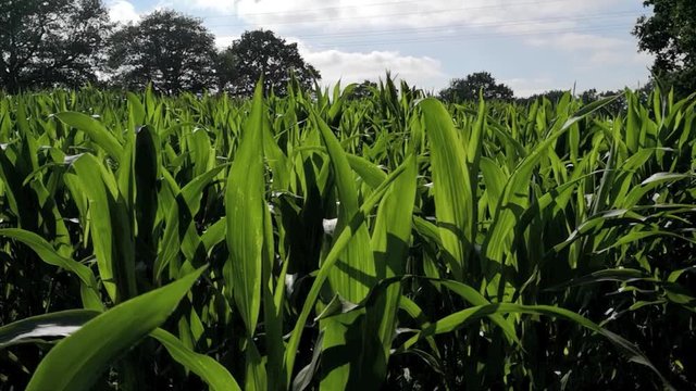 Maisfeld mit jungen Plfanzen, Bl&auml;tter bewegen sich an sch&ouml;nem Sommertag in Wind, Full HD Video