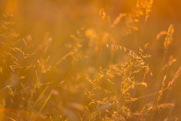 Grass in autumn in light of sunset. Abstract nature background