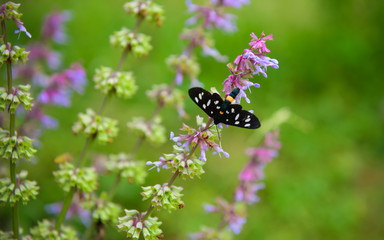 Black butterfly with white dots on its wings sits on Blue salvia, Salvia flower (blue sage) blossoming 