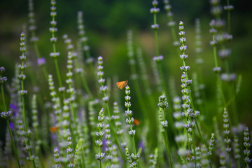 Orange skipper butterfly on lavender, Lavandula angustifolia