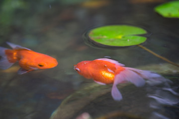 goldfish and lotus in pond.