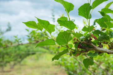 fresh mulberry tree in field with blue sky. farmer bend the branches for harvest.