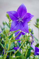 Colorful flowers Mediterranean plants