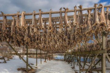Stock fish on racks to dry, Lofoten, Norway