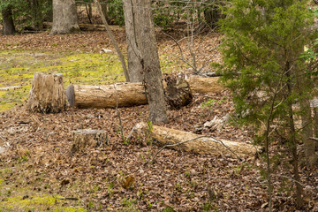 Tree trunk in the woods