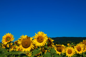 Sonnenblumenfeld mit blauem Himmel
