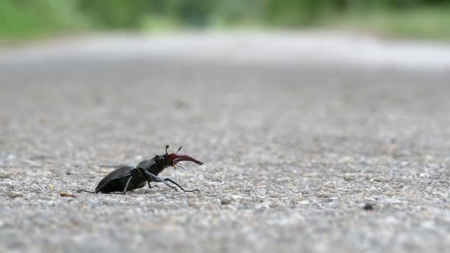 Beetle deer on the asphalt road creeps. Lucanus cervus. Close-up. Summer day. Insect beetle deer crawls the road.
