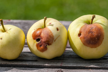 Rotten yellow apples on rustic pine wood table on natural light.